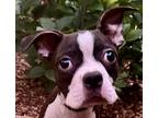 Boston Terrier Puppy for sale in Mishawaka, IN, USA