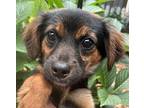 Dorinda Doxie Mix, Dachshund For Adoption In Mishawaka, Indiana