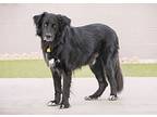 Bear, Flat-coated Retriever For Adoption In Scottsdale, Arizona