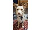 Blondie, Terrier (unknown Type, Small) For Adoption In Edmond, Oklahoma