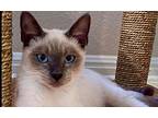 Neo, Siamese For Adoption In Austin, Texas