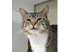 Rosco, Domestic Shorthair For Adoption In St. Paul, Minnesota