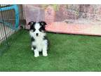 Miniature Australian Shepherd Puppy for sale in Madera, CA, USA