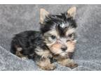 Yorkshire Terrier Puppy for sale in Saint Louis, MO, USA