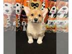 Pembroke Welsh Corgi PUPPY FOR SALE ADN-833483 - Boy corgi puppy