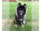 Pomsky PUPPY FOR SALE ADN-833193 - Bentley