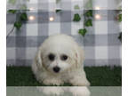 Bichon Frise PUPPY FOR SALE ADN-833330 - Destiny