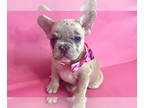 French Bulldog PUPPY FOR SALE ADN-833256 - LILAC FAWN MERLE BEAUTY