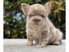 French Bulldog PUPPY FOR SALE ADN-833237 - Isabella Tan Merle Fluffy Big Rope