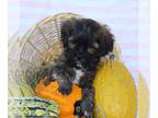 ShihPoo PUPPY FOR SALE ADN-833142 - Shihpoo