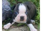 Boston Terrier PUPPY FOR SALE ADN-833130 - Female Boston terrier