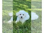 Bichon Frise PUPPY FOR SALE ADN-833103 - Biscuit