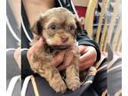 ShihPoo PUPPY FOR SALE ADN-833093 - Sweet Southern Bell Bella Rose