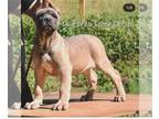 Cane Corso PUPPY FOR SALE ADN-833011 - Cane Corso Puppy