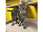 Jayce, Domestic Shorthair For Adoption In Chicago, Illinois