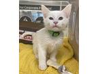 Shallan, Domestic Shorthair For Adoption In Lincoln, Nebraska