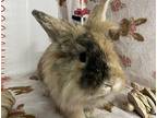 Emily, Lionhead For Adoption In Waynesboro, Virginia