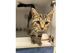 Mulan, Domestic Shorthair For Adoption In Dearborn, Michigan