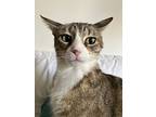 Misu, Domestic Shorthair For Adoption In New York, New York