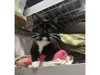 Fox, Domestic Shorthair For Adoption In Virginia Beach, Virginia