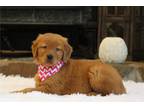 Golden Retriever Puppy for sale in Canton, OH, USA