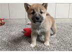 Shiba Inu Puppy for sale in Evansville, IN, USA