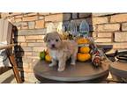 Maltipoo Puppy for sale in Fort Wayne, IN, USA