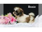 Shih Tzu PUPPY FOR SALE ADN-833621 - Adorable Shih Tsu puppies in Clare Michigan