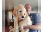 Goldendoodle PUPPY FOR SALE ADN-833718 - Gorgeous Male Goldendoodle F1 Medium