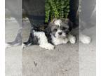 Shih Apso PUPPY FOR SALE ADN-833519 - Lucky