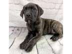 Brindle M/F Mastiff Puppies Ready To Go Now