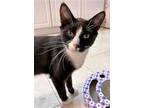 Adopt Bentley a Black & White or Tuxedo Domestic Shorthair (short coat) cat in