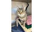 Mow Mow, Domestic Shorthair For Adoption In Gillette, Wyoming