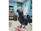 Fantastic Incredible M/F Congo African Grey Parrot Babies