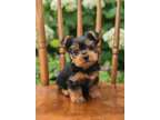 Superb M/F Yorkshire Terrier Puppies Ready