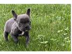 French Bulldog Puppy for sale in Battle Creek, MI, USA