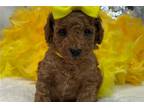 Mutt Puppy for sale in Tyler, TX, USA