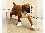 Boxer PUPPY FOR SALE ADN-833963 - AKC Boxer registered puppies