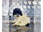 Poodle (Toy) PUPPY FOR SALE ADN-834210 - AKC toy poodle puppy