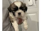 Mal-Shi PUPPY FOR SALE ADN-834197 - Mal Shi