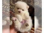 Pomeranian PUPPY FOR SALE ADN-834184 - Pomeranians