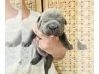 English Bulldog PUPPY FOR SALE ADN-834059 - AKC English Bulldog puppy