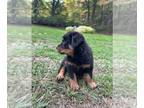 Rottweiler PUPPY FOR SALE ADN-834058 - AKC Registered Rottweiler Puppies