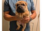 Ori-Pei PUPPY FOR SALE ADN-834052 - Shar Pei Ori Pei Mini Shar Pei