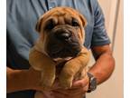 Ori-Pei PUPPY FOR SALE ADN-834049 - Shar Pei Ori Pei Mini Shar Pei