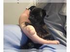 Pug PUPPY FOR SALE ADN-833960 - Regina