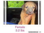 Labbe DOG FOR ADOPTION RGADN-1362697 - K for: Koko - Labrador Retriever / Beagle