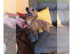 Toy Rat Doxie DOG FOR ADOPTION RGADN-1374632 - Frida - Dachshund / Rat Terrier /