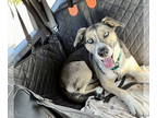 Siberian Husky Mix DOG FOR ADOPTION RGADN-1374640 - Reese - Siberian Husky /