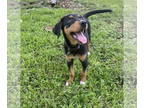 Doberman Pinscher Mix DOG FOR ADOPTION RGADN-1374725 - Puddin - Hound / Doberman